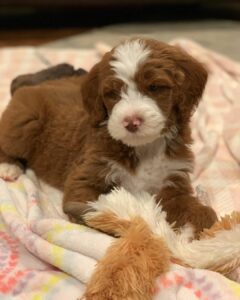 brown goldendoodle puppy