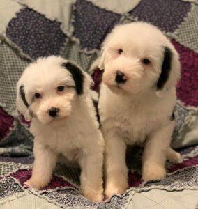 two white goldendoodle puppies