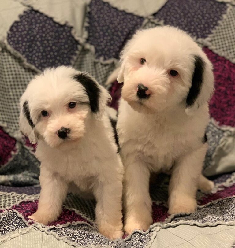 two white goldendoodle puppies
