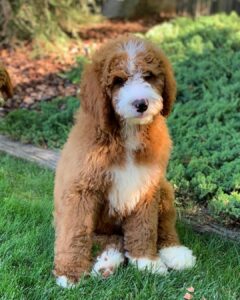 Standard size goldendoodle in the backyard