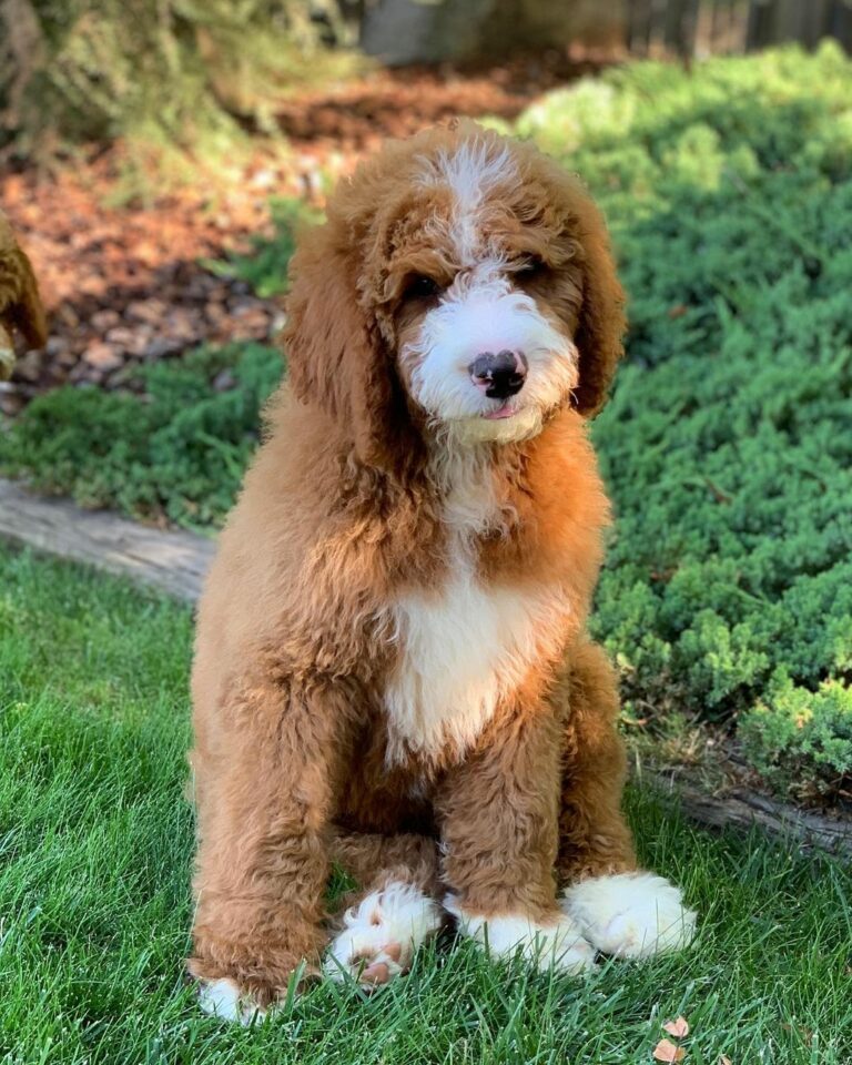 Standard size goldendoodle in the backyard