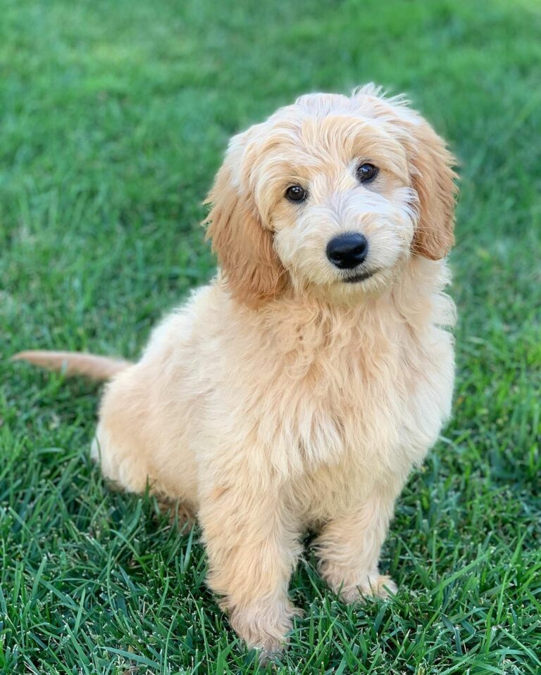 blonde goldendoodle dog, medium