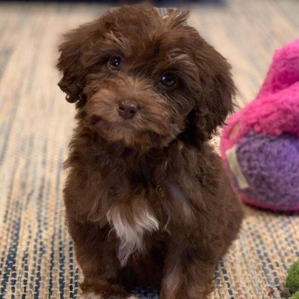 325258181-1141746476538336-2512678489816069986-n_orig